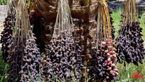 فروش فوق العاده خرما مضافتی خوشه ای